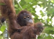 Di Taman Satwa Cikembulan Garut, Anak Orangutan Sedot Perhatian Wisatawan