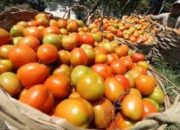 Stok Tomat di Cianjur Minim, Suplayer Terpaksa Membeli ke Garut
