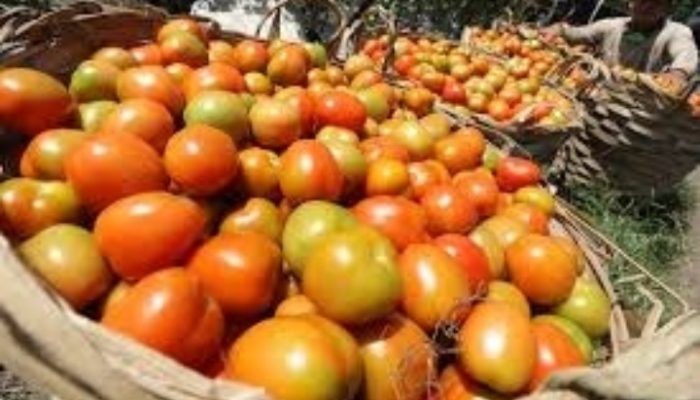 Stok Tomat di Cianjur Minim, Suplayer Terpaksa Membeli ke Garut