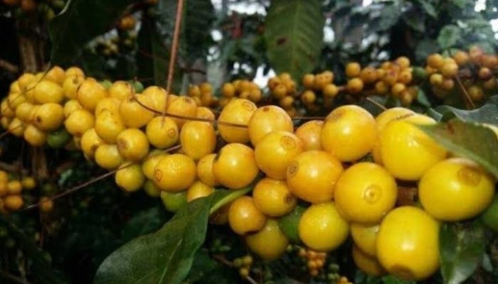 Kopi Biji Kuning Garut Segera Dapatkan Sertifikat untuk Bisa Ekspor