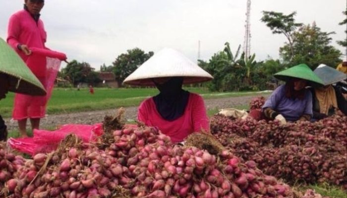Kalah Bersaing, Petani Bawang Bayongbong Meradang