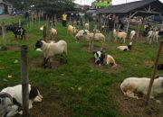 Sejahterakan Mustahik, Baznas Kembangkan Balai Ternak di Garut