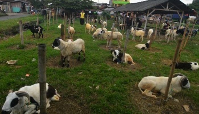Sejahterakan Mustahik, Baznas Kembangkan Balai Ternak di Garut