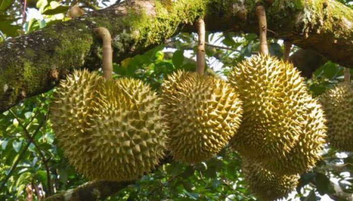 Berwisata ke Kampung Durian di Garut, Bisa Memetik Sendiri