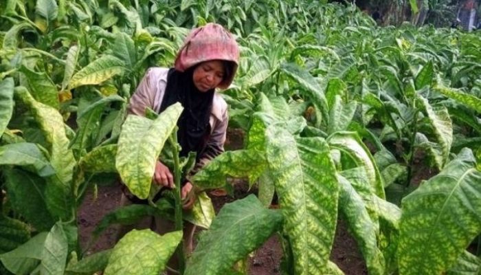 Garut Hasilkan Tembakau Kelas Dunia, Salah Satunya Jenis Darwati