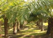 Japri: Penguasaan Ribuan Hektare Tanah Negara Juga Ada di Garut