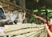 Pemkab Garut Akan Kembangkan Sektor Peternakan di Wilayah Selatan