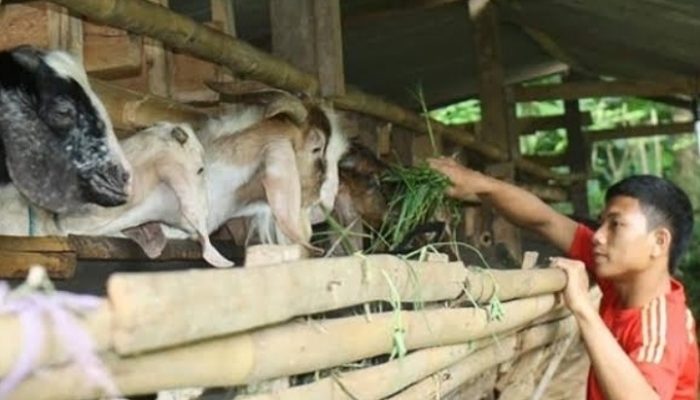 Pemkab Garut Akan Kembangkan Sektor Peternakan di Wilayah Selatan