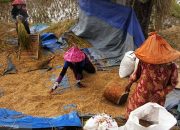 Gabah Petani di Garut Masih Normal, Dihargai Rp4.700 Per Kilogram