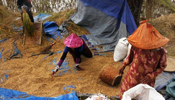 Gabah Petani di Garut Masih Normal, Dihargai Rp4.700 Per Kilogram