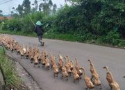 Gembala, Si Pengais Rejeki dari Membuntuti Pantat Bebek
