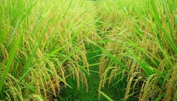 Menguntungkan, Petani Garut Beralih Tanam ke Benih Padi Jenis Jayanti