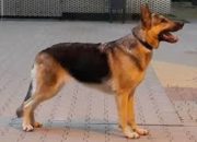 Banyak Warga Solo Doyan Makan Daging Anjing, Disuplai dari Garut dan Tasikmalaya