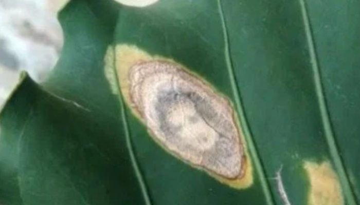 Warga Garut Heboh, Ada Gambar Mirip Wajah Perempuan di Daun Anthurium