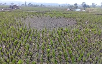Kekeringan Ancam 320 Hektare Sawah di Garut, Cibatu dan Selaawi Jadi Wilayah Paling Terdampak