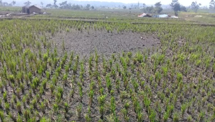 Kemarau Melanda, Sejumlah Wilayah di Garut Alami Kekeringan