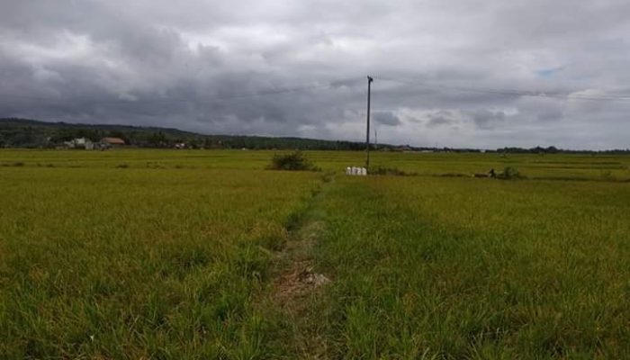 Lama Tak Hujan, Ratusan Hektare Sawah di Garut Selatan Gagal Panen