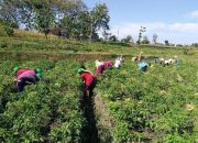 Kementan Sebut Garut dan 199 Kabupaten Bisa Jadi Sentra Bawang Putih