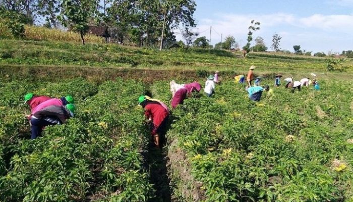 Kementan Sebut Garut dan 199 Kabupaten Bisa Jadi Sentra Bawang Putih