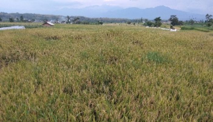 Selain Ulat, Hama Tikus Juga Serang Tanaman Padi di Garut