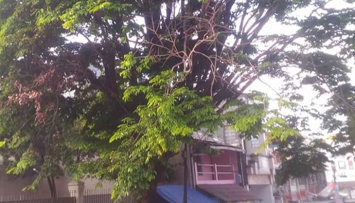 Pohon Besar di Jalan Ciwalen Disoal Warganet, Begini Kata Dinas LH Garut
