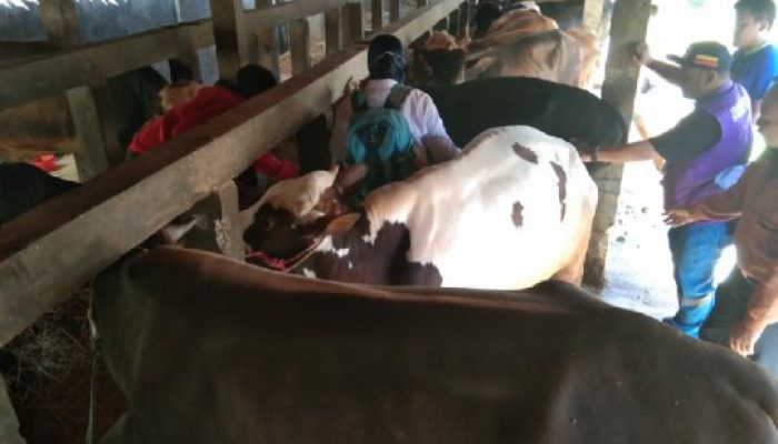Jelang Idul Adha, Harga Jual Sapi di Garut Paling Murah Rp20 Juta