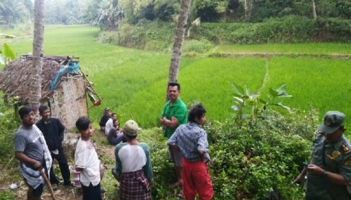 Macan Tutul yang Masuk Perkebunan Warga Tasikmalaya Masih Dicari