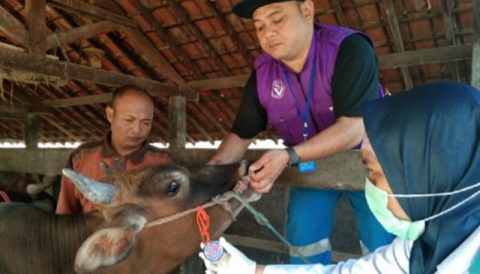 Di Garut, Petugas Kesehatan Hewan Temukan Sapi Kurban Belum Cukup Umur