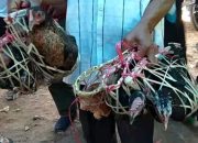 Sambut 1 Muharam, di Garut 1.500 Ayam Kampung Dibagikan kepada Warga
