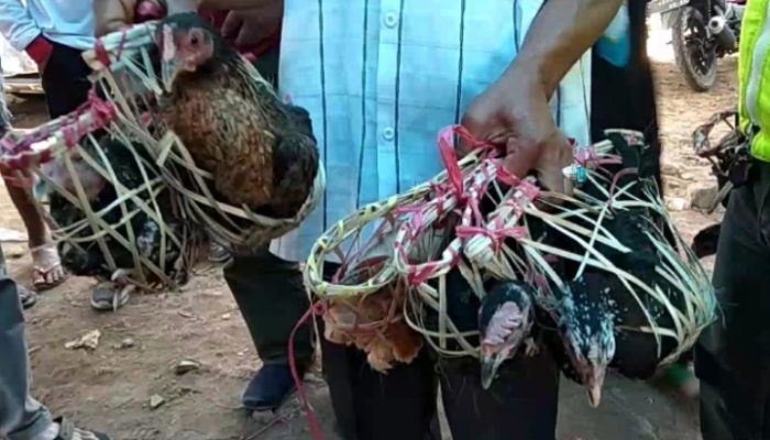 Sambut 1 Muharam, di Garut 1.500 Ayam Kampung Dibagikan kepada Warga