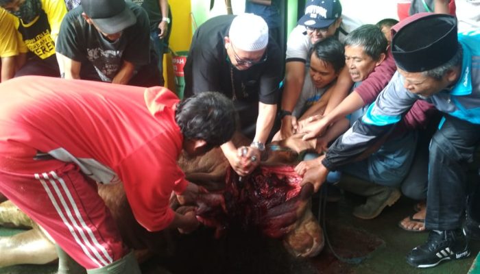 Hari Kedua Idul Adha, SMKN 1 Garut Sembelih Sapi Berbobot 1,2 Ton