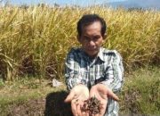 Hama Ulat Serang Padi Siap Panen di Tarogong Kidul Garut