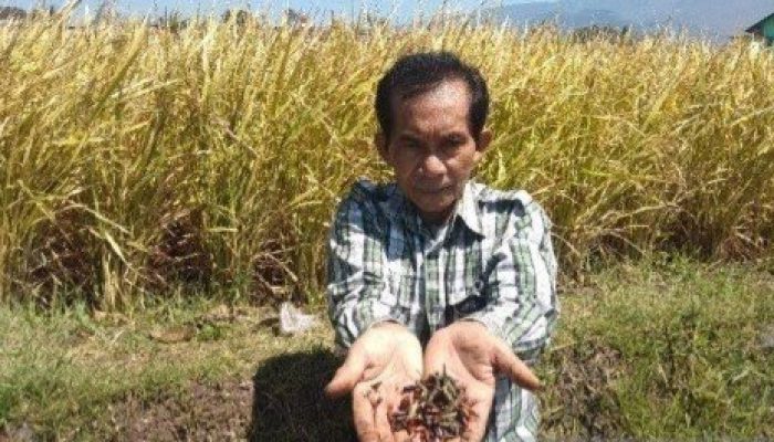 Hama Ulat Serang Padi Siap Panen di Tarogong Kidul Garut