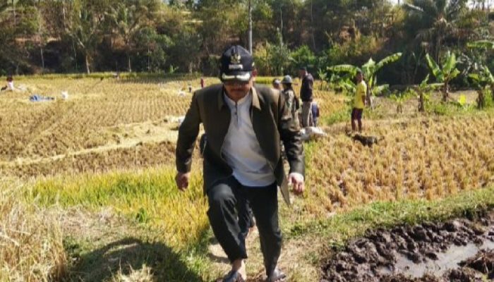Pemkab Garut Gunakan Pestisida Nabati untuk Cegah Serangan Hama Ulat