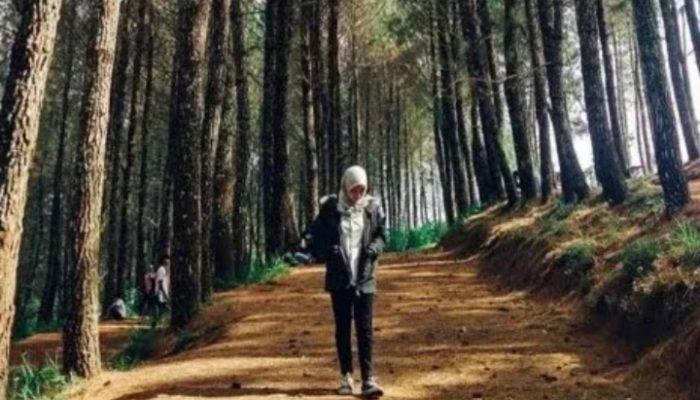 Kamojang Ecopark, Destinasi Wisata Hutan Pinus di Garut