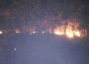 BKSDA Investigasi Penyebab Kebakaran 90 Ha Lahan di Gunung Guntur