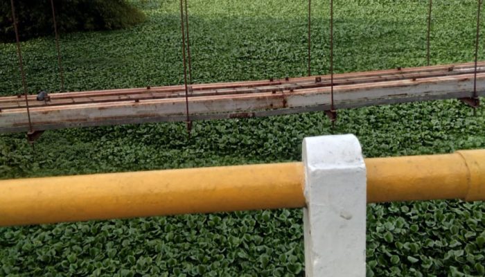 Eceng Gondok Tumbuh Subur di Sungai Cimanuk, Dinas LH: Itu Tidak Membahayakan