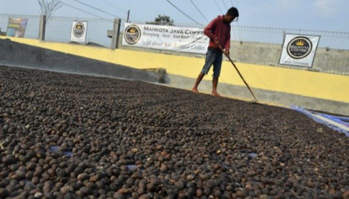 Produsen Kopi Garut Mampu Ekspor ke China dan Taiwan