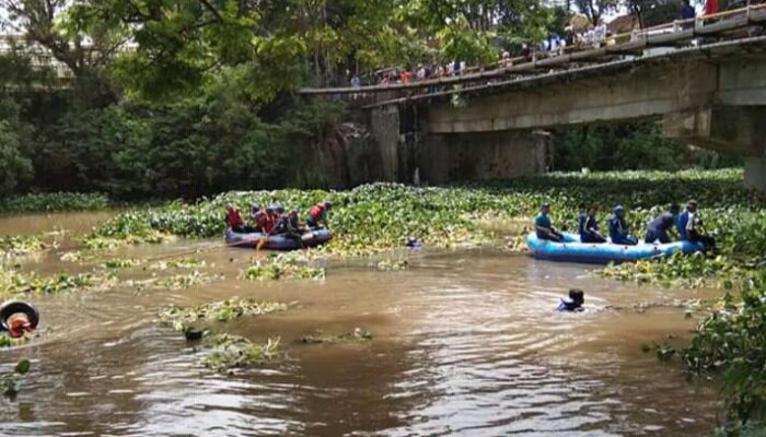 Ribuan Kilogram Eceng Gondok Dibersihkan Tim Gabungan dari Sungai Cimanuk