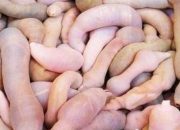 “Ikan Penis” Gegerkan California dan Digemari Youtuber Mukbang Korea