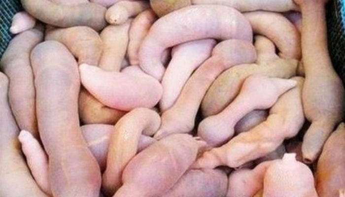 “Ikan Penis” Gegerkan California dan Digemari Youtuber Mukbang Korea