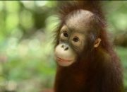 Taman Satwa Cikembulan Garut Rayakan Kelahiran Orang Utan