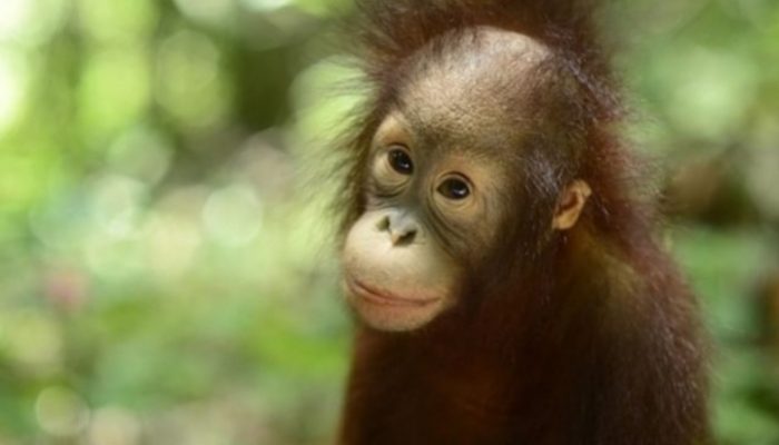 Taman Satwa Cikembulan Garut Rayakan Kelahiran Orang Utan