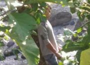 Seorang Pria di Cibalong Ditemukan Tewas Menggantung pada Dahan Pohon