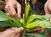 Hama UGF Serang Tanaman Jagung Seluas 520 Ha, Garut Merugi Rp2,3 Miliar