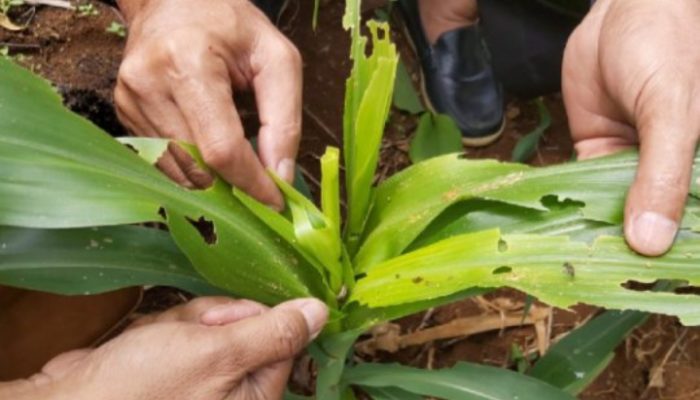 Hama UGF Serang Tanaman Jagung Seluas 520 Ha, Garut Merugi Rp2,3 Miliar