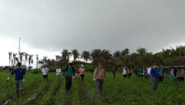 Dispertan Garut Terjunkan Tim Pengendali Hama Ulat pada Tanaman Jagung