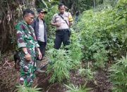 Anggota TNI di Garut Temukan Ladang Ganja di Kawasan Gunung Guntur