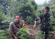 Puluhan Pohon Ganja dari Gunung Guntur Dibawa ke Mapolres Garut