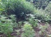 Polisi Tengah Mencari Penanam dan Pemilik Ladang Ganja di Gunung Guntur